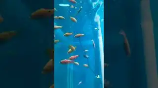 #16 Binny Mill Underwater Fish Aqua Tunnel Exhibition 2023 🐟🐠 | National Consumer Fair Bangalore