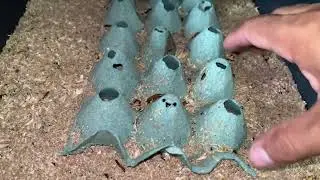INÍCIO DE POSTURA DE OVOS DE BESOURO!
