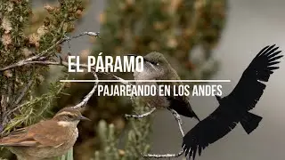 Pajareando en Ecuador 🇪🇨 | El Páramo del Antisana