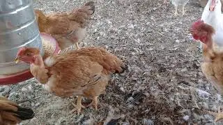 Quanto gastei e quanto lucrei com meus frango ?