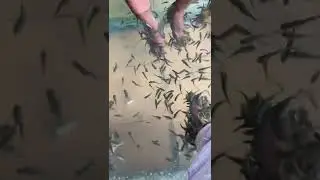 Fish Spa Massage, Pedicure
