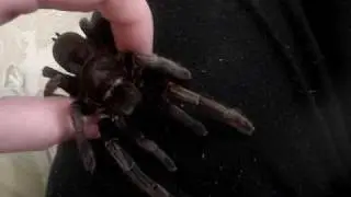 Phlogius Crassipes 