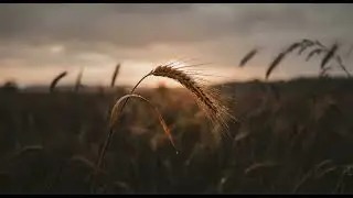 Echoes of Null - Life Is The Space Where The Music Breath