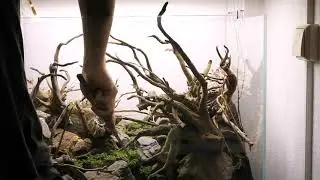Diorama Aquascape • Step by Step•  with Tropica Soil & Plants