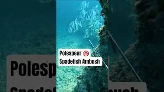 Polespear &ndash; Spadefish Ambush #hunting #spearfishing #polespear #spadefish #bahamas #catchandcook