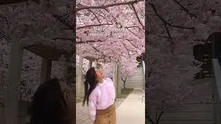 Cherry blossoms in Toronto~ 🌸