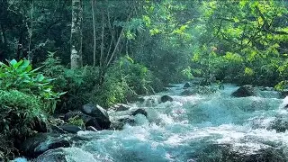 Clear River Stream Sounds in Nature for Deep Relaxation Sleep Meditation Anxiety Relief ASMR
