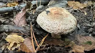 Lactarius quieticolor, September 30, 2024