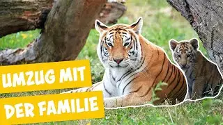 Ein Tigerbaby erkundet die Freianlage | Panda, Gorilla und Co.