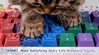 ASMR： Cat Typing on a keyboard about daily life 🫧Most Satisfying