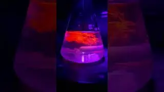 Fluorescent Flame of Love ❤👇 #reaction #shortsfeed #shorts #chemistry #fluorescence #chemical #yt