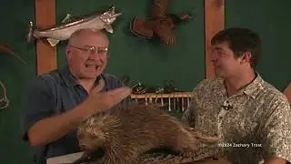 Porcupine as a pet? Mystery Fish - Dogfish Trophy Tale 2002-07-04