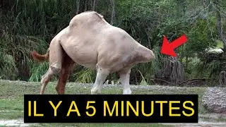 VOYEZ CE CHAMEAU. FAITS &Eacute;TRANGES ｜ HISTOIRE ISLAMIQUE ｜ LE POUVOIR D'ALLAH ｜ MIRACLE D'ALLAH ｜ KAHIN