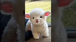 This Cute Animal Will Make Your Day Better 😍🐶