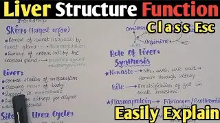 Excretory Organ | Liver Structure And Functions | Class 12 Biology