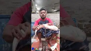 Amazing Great Delicious Pangas Fish Cutting Techniques | Fish Cutting Skills