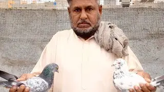 Joron wale kabootaron ka Shoq original | Patti wale pigeons ||Rana Waheed pigeons|| #pijon #lowflyer