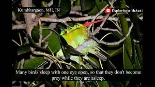 Green Bee-eater | Red vented Bulbul | About Diurnal Birds | How do they sleep in the night?