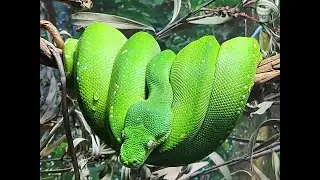 Top 5 Amazing Facts about Snakes!