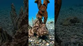 Scorpionfish Caught by Rusty Pliers #scorpionfish #underwater #oceanlife #fishing