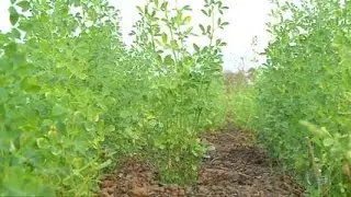 Embrapa realiza os primeiros testes com alfafa no Piauí