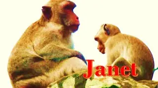 janet pinching milk with Jane ! It's so Hard For Janet monkey | High temple