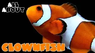 All About The Percula or Ocellaris Clownfish