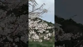 ☑︎ BUCKET LIST 5 SAKURA spots in Saitama𓂃✍️ #japantravel #saitama #sakura
