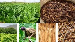 Some Crops That Can Change The Fate of Pakistan | MKTV