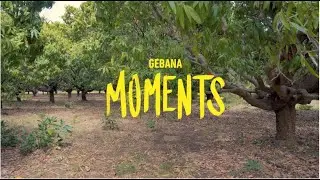 gebana MOMENTS: Mango harvest in Burkina Faso