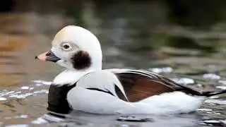 Bird Nerd - Long-Tailed Duck