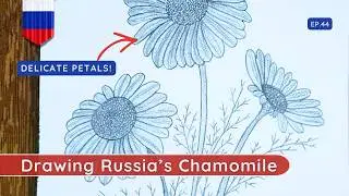 How to Draw Russia's Chamomile | Romashka Pencil Sketch Tutorial