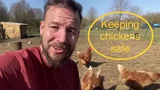 How To Keep Chickens Safe