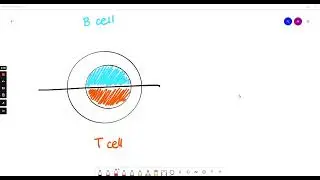 22. Positive selection of the B cells can be achieved by cell sorting by using flow cytometry and w&hellip;