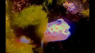 オイランハゼ　Oirannhaze　Cryptocentrus melanopus