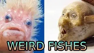 [First Victor] Weird Fishes by yaguhave 100% (Insane Demon?) | Geometry Dash