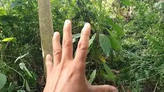 Kakao Lokal Tinggi Menjulang ‼️ Penyebab dan Solusinya