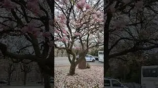 Магнолия - лепестки - подхалимаж