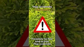 Thuja occidentalis care Precautions