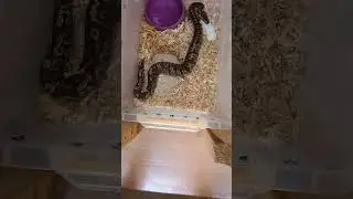 WARNING LIVE FEEDING!! (ONYX P2)