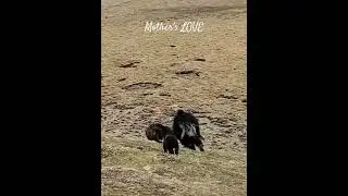 Mother's LOVE #tdvideo #animals  #shorts  #yak  #love
