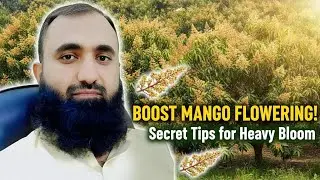 Boost Flowering in Mango Orchards | Potassium Nitrate Spray at Right Time