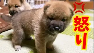 【柴犬の子育て】なんか怒ってる赤ちゃんが可愛すぎる！