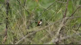 Birding at Hoskote Lake - Weekend Birding #Bangalorebirding #birdphotography
