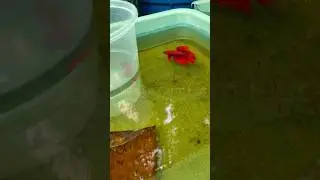 | Fighter breeding after a long time | guppy | Platy | Moina |