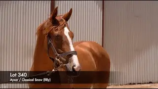Lot 340 - Aysar (AUS) / Disco Miss (AUS)