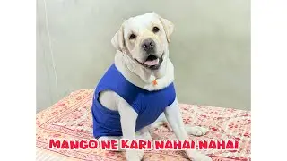 Mango took a bath&hellip;#dog #labrador #vlog #viralvideos #dogvideos #trending