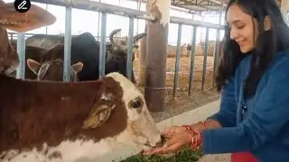 Feeding cows at a cow shed with bhai in India 🇮🇳  #Vlog #travel #cows #india #life #fun #feeding 