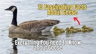 ❗13 Fascinating Facts About Geese 🦆 Unique Facts about Geese 🦢