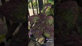 Coleus 